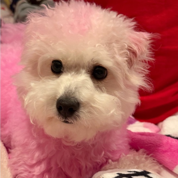 rosie_sugar